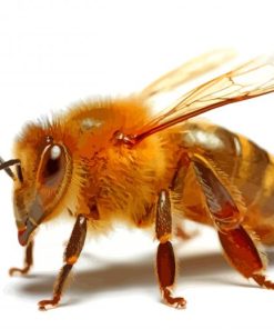 Aesthetic Honeybee Illustration paint by numbers