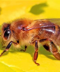 Aesthetic Honeybee paint by numbers