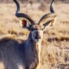 Aesthetic Kudu paint by numbers