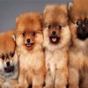 Aesthetic Pomeranian Dogs paint by numbers