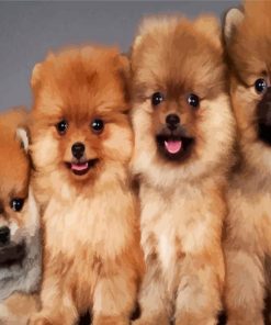 Aesthetic Pomeranian Dogs paint by numbers