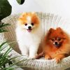 Aesthetic Pomeranian Dogs Pets paint by numbers