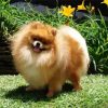 Aesthetic Pomeranian paint by numbers