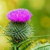 Aesthetic Scottish Thistle paint by numbers