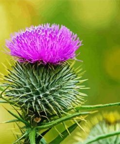 Aesthetic Scottish Thistle paint by numbers