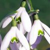 Aesthetic Snowdrop Plant paint by numbers