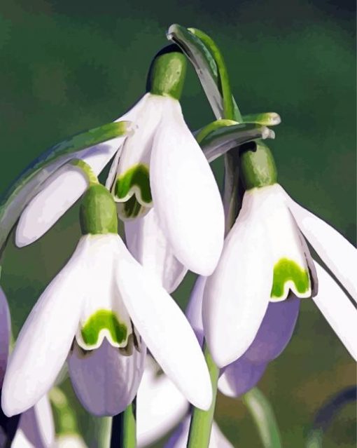 Aesthetic Snowdrop Plant paint by numbers