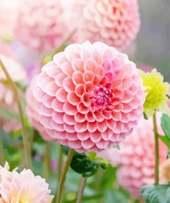 Baby Pink Dahlias Flower paint by numbers