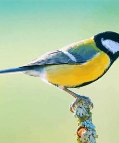Beautiful Parus Bird paint by numbers