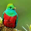 Beautiful Quetzal paint by numbers