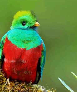 Beautiful Quetzal paint by numbers