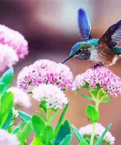 Beautiful Blue Hummingbird paint by numbers