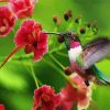 Beautiful Hummingbird paint by numbers
