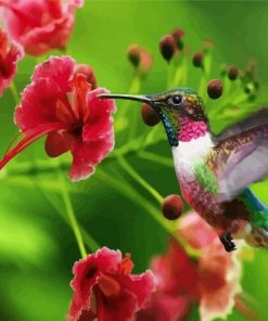 Beautiful Hummingbird paint by numbers