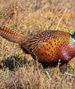 Aesthetic Pheasant paint by numbers
