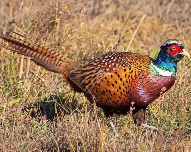 Aesthetic Pheasant paint by numbers