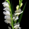 Beautiful White Gladiola paint by numbers