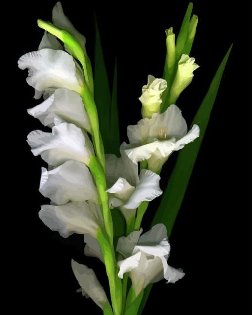 Beautiful White Gladiola paint by numbers