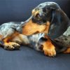 Black and Brown Doxie Daschsund paint by numbers