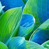 Blue and Green Hosta Art paint by numbers