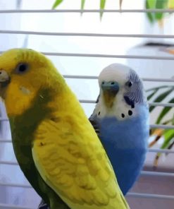 Blue and Yellow Budgerigars paint by numbers