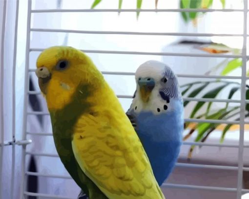 Blue and Yellow Budgerigars paint by numbers