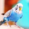 Blue Bird Budgerigar paint by numbers