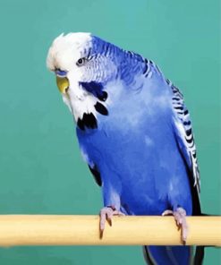 Blue Budgerigar paint by numbers