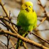 Budgerigar Bird paint by numbers
