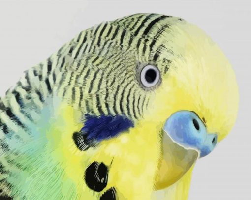 Budgerigar Head paint by numbers