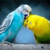 Budgerigar Lovers paint by numbers