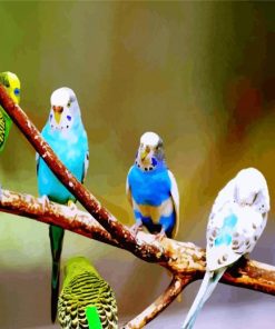Budgies on Branch paint by numbers