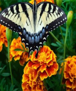 Butterfly Marigolds paint by numbers