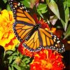Butterfly on Marigolds paint by numbers