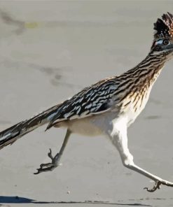 Chaparral Roadrunner Bird paint by numbers
