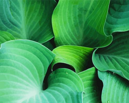 Close Up Hosta Art paint by numbers