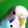Close Up Budgerigar paint by numbers