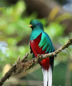Colorful Quetzal Bird paint by numbers