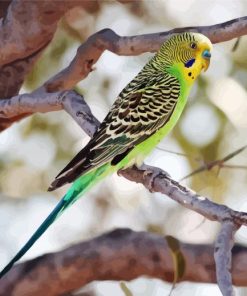 Colorful Parakeet Budgerigar Bird paint by numbers