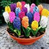 Colorful Hyacinth paint by numbers