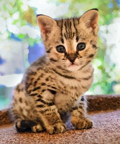 Cute Savannah Kitten paint by numbers