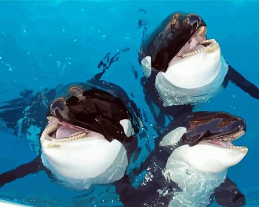 Cute Orcas paint by numbers