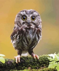 Cute Owl Bird paint by numbers