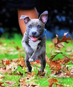 Cute Puppy Pitbull paint by numbers
