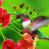 Flying Hummingbird paint by numbers