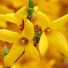 Forsythia Flowers paint by numbers