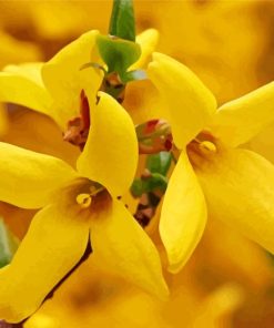 Forsythia Flowers paint by numbers
