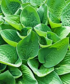 Green Hosta paint by numbers