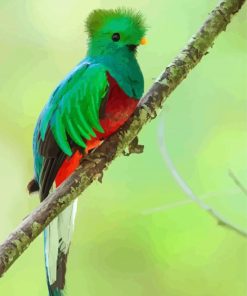 Green Quetzal paint by numbers