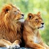 Lion and Lioness paint by numbers